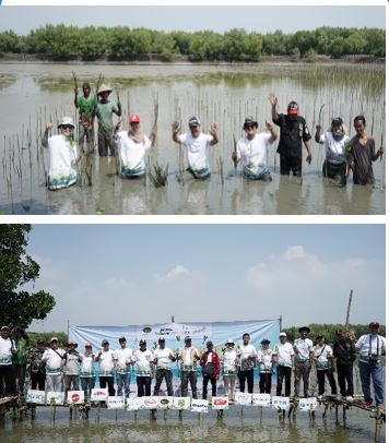 Penanaman Mangrove